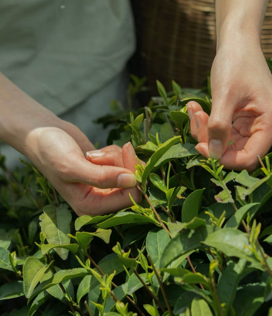 Health Benefits of Tea Culture: A 3,000-Year Tradition of Wellness